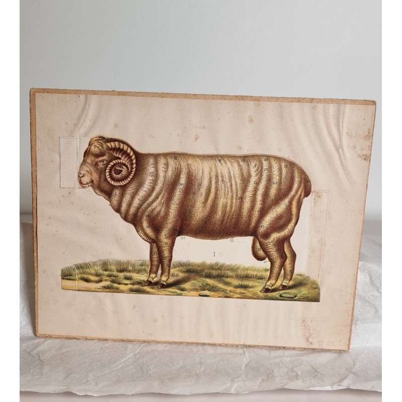 Small, antique visual aid board, Ram, size: 19,5 x 25,5 cm.