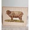 Small, antique visual aid board, Ram, size: 19,5 x 25,5 cm.