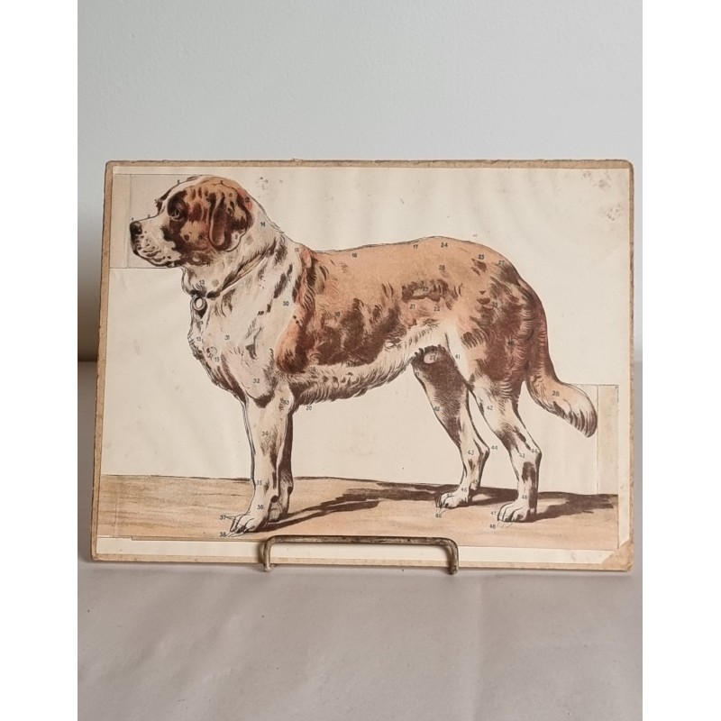 Mindre, antik anskuelighedstavle, Sct. Bernhardtshund, mål: 19,5 x 25,5 cm.