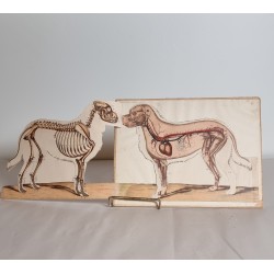 Mindre, antik anskuelighedstavle, Sct. Bernhardtshund, mål: 19,5 x 25,5 cm.