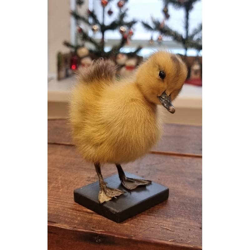 Old stuffed duckling, h: 13 cm.