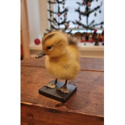Gammel udstoppet ælling, h: 13 cm.